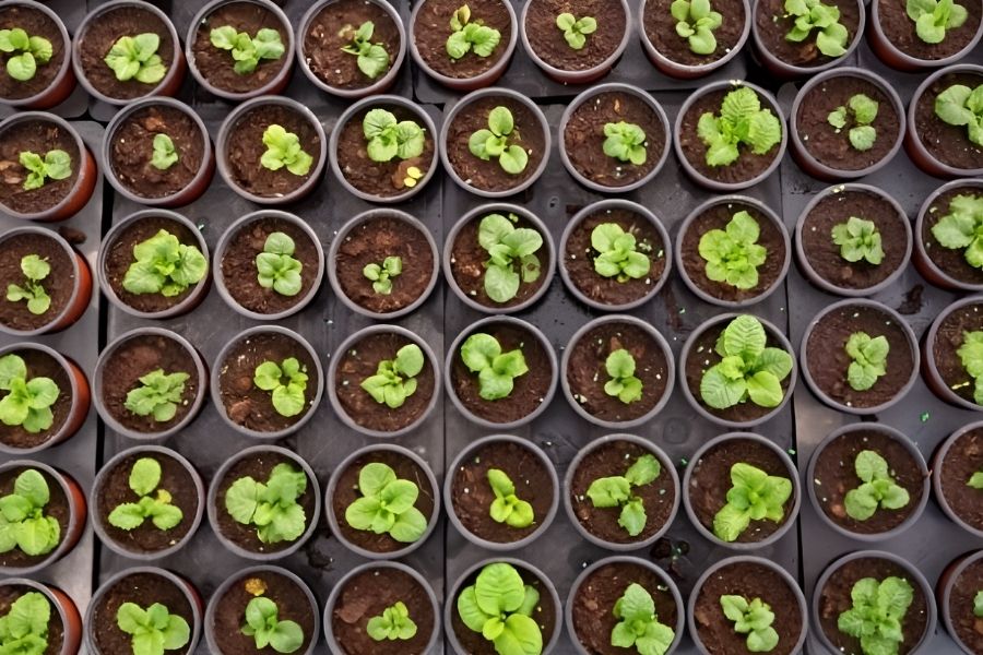 Making sure that your lawn, shrubs, and other landscaping plants are properly fed with the right nutrients isn’t as simple as tossing a generic fertilizer on and hoping that it helps.