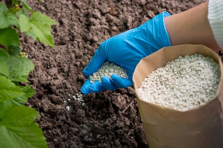 Expert Nutrient Care for Lush Lawns and Resilient Shrubs Year-Round